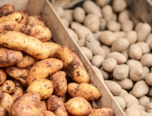 Izstrādāti jauni kartupeļu sēklaudzēšanas un sēklas kartupeļu tirdzniecības noteikumi